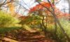 2025/11/30(日)【企画】紅葉回路！箱根古道・千条の滝（浅間山・城山・湯坂山）