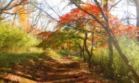2025/11/30(日)【企画】紅葉回路！箱根古道・千条の滝（浅間山・城山・湯坂山）